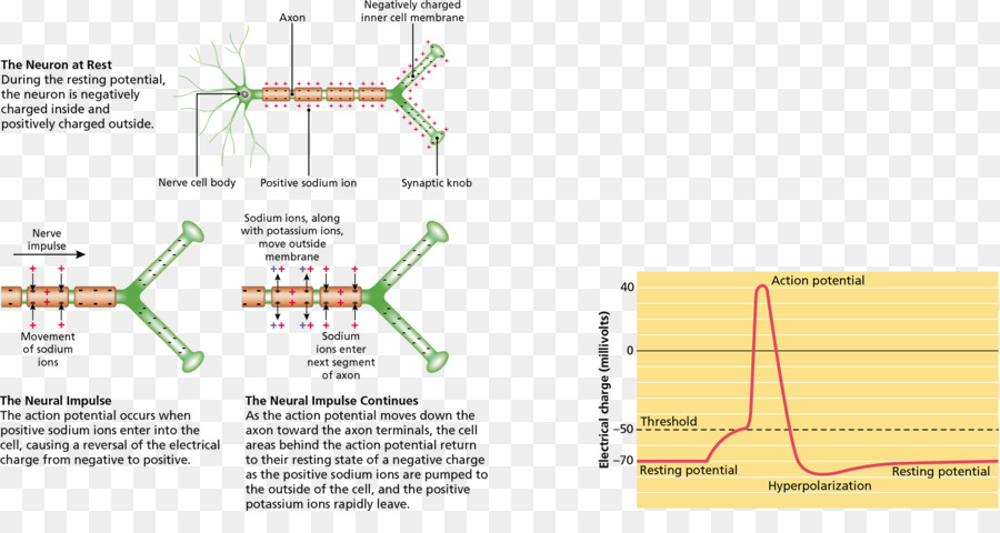 Una Exploración De La Psicología，Neurona PNG