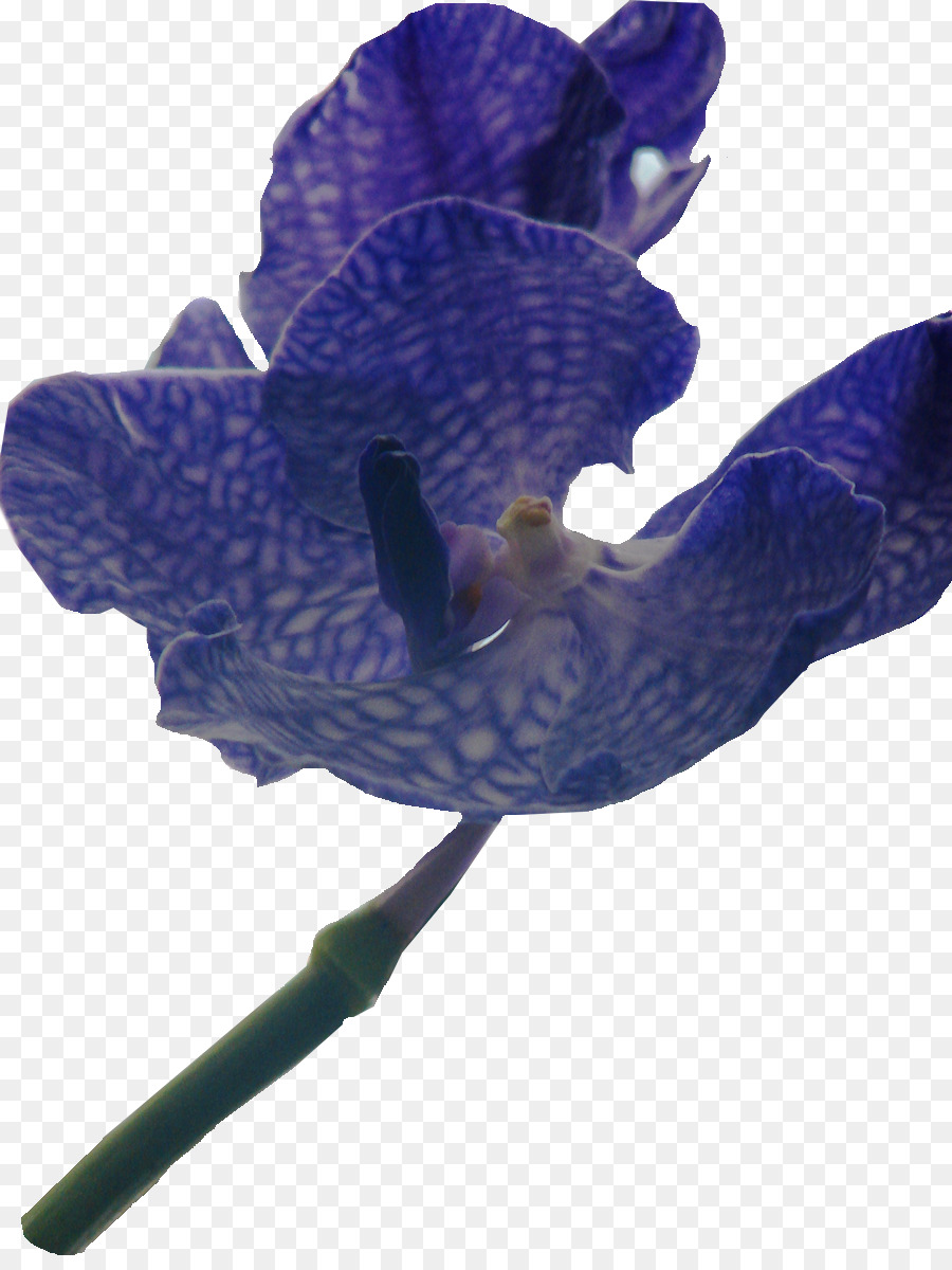 Flores Moradas，Florecer PNG