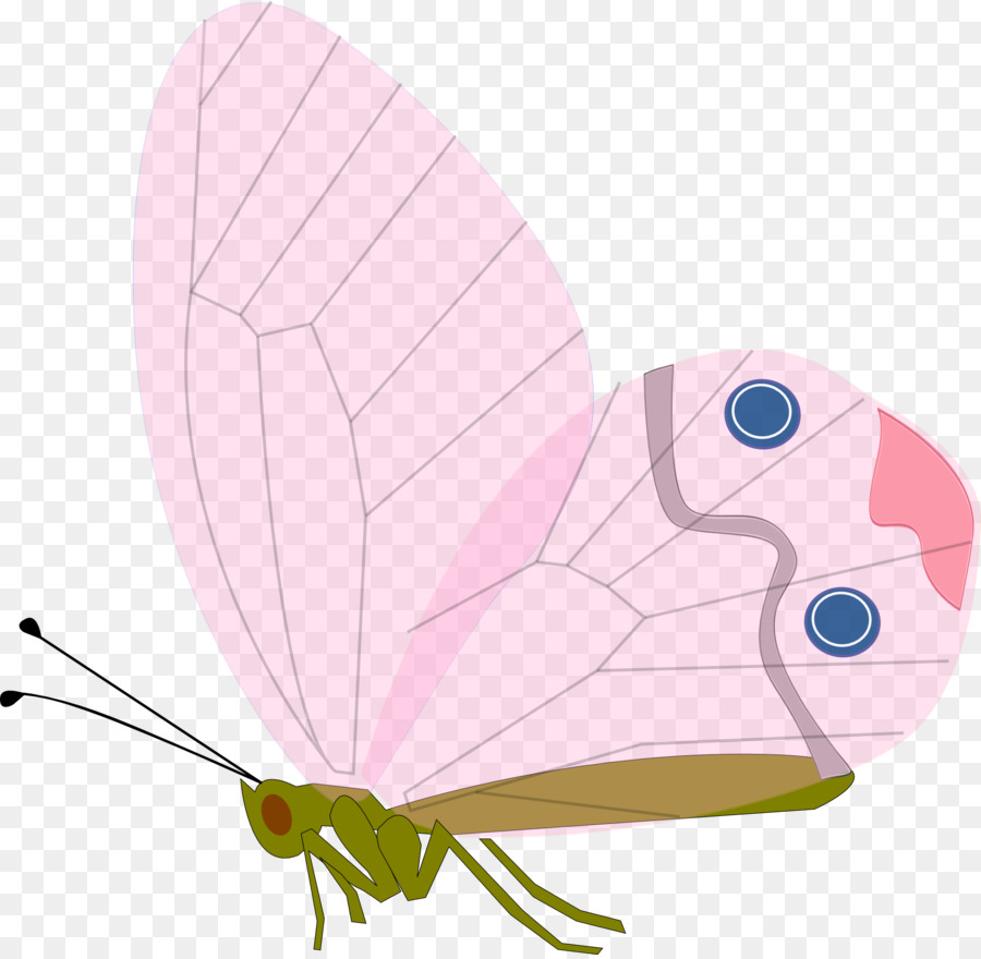 Mariposa，Dibujo PNG