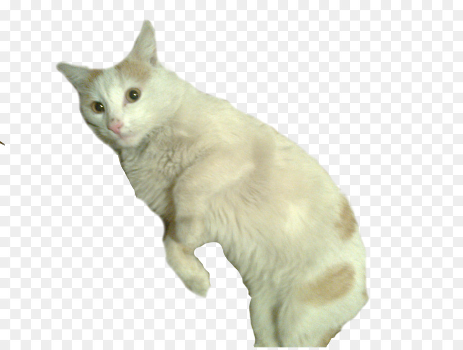 Europeo De Pelo Corto，Egeo Gato PNG