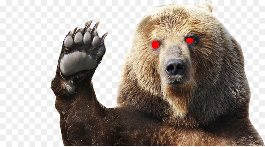 Oso，Oso Polar PNG