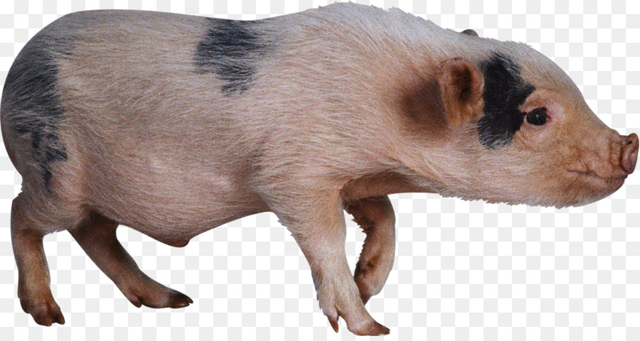 Cerdo Doméstico，Los Cerdos Y Los Cerdos PNG