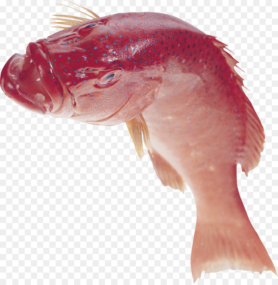 Los Peces，De La Escala De Pescados PNG