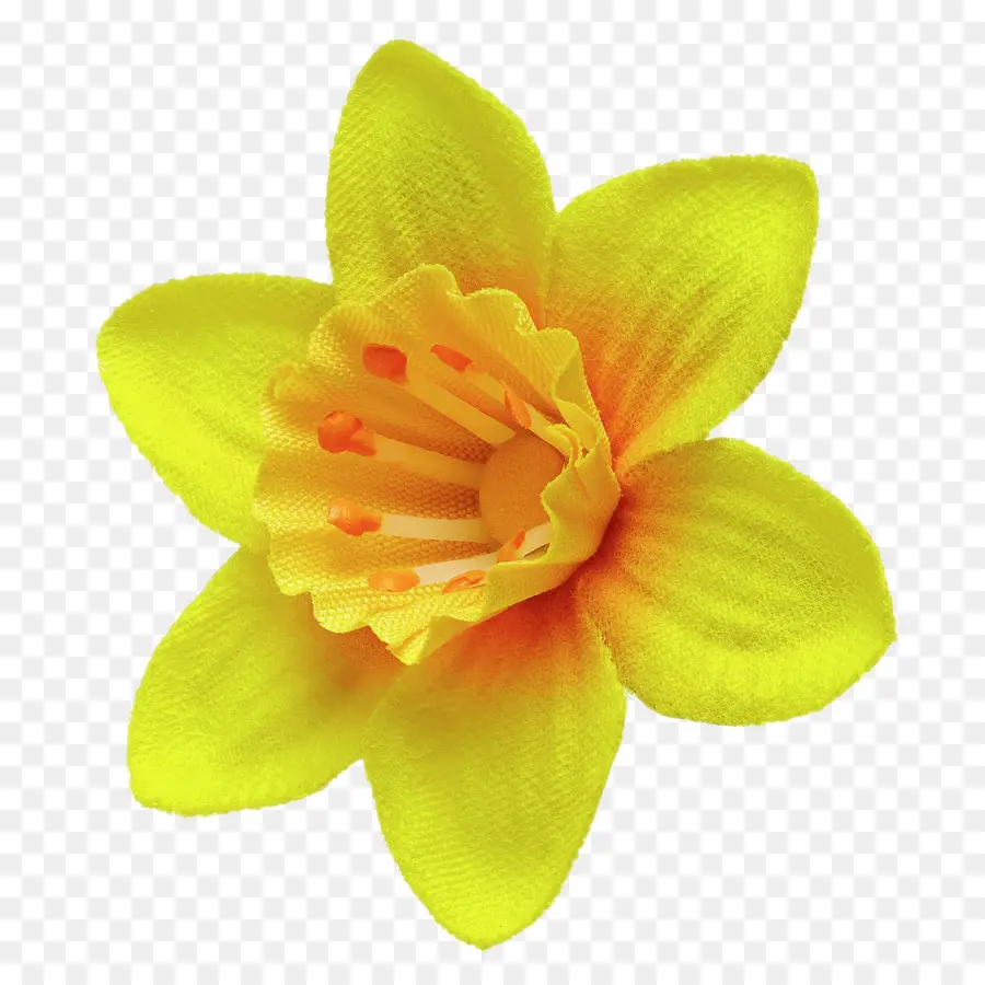 Narciso，Flor PNG