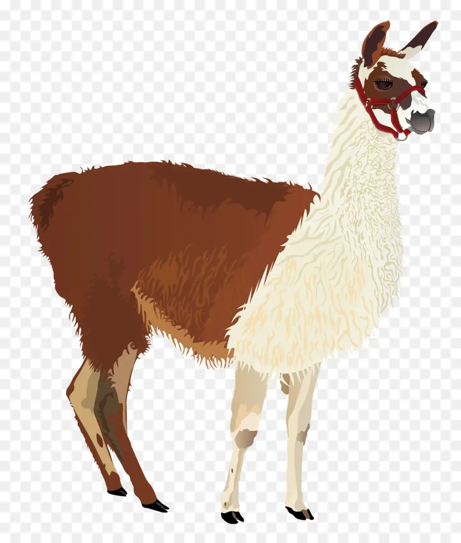 Llama，Dibujo PNG