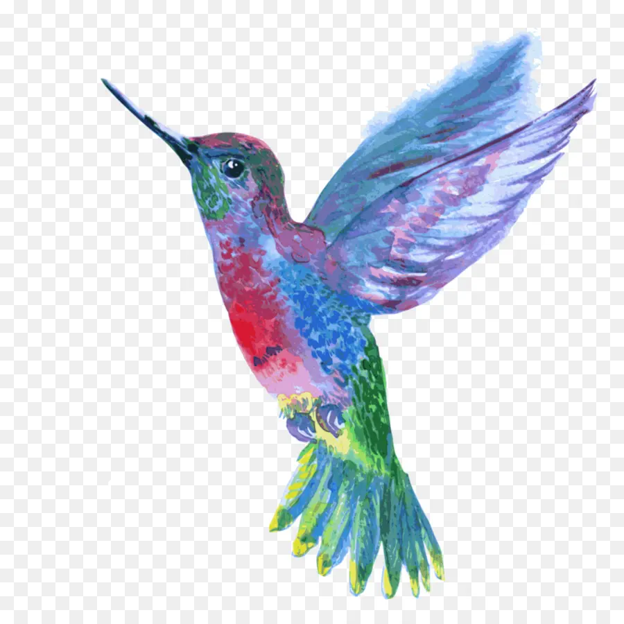 Colibrí，Pájaro PNG