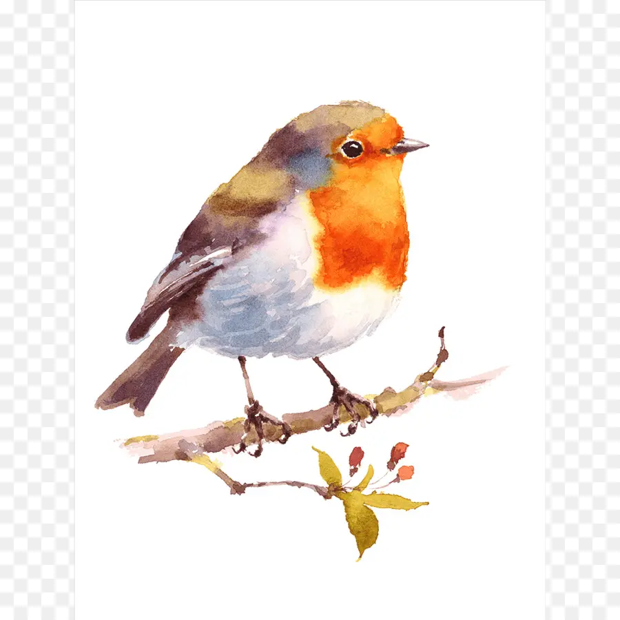 Pájaro，Pintura A La Acuarela PNG