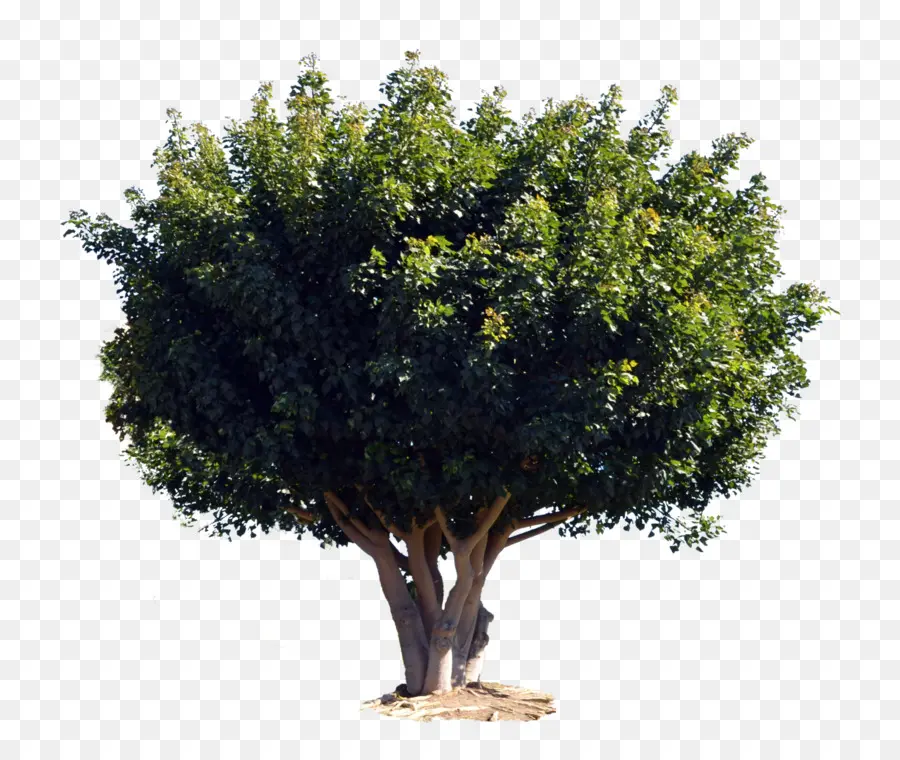 árbol，Arbusto PNG