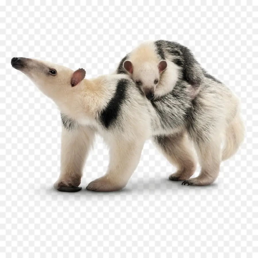 Oso Hormiguero Y Bebe，Fauna PNG