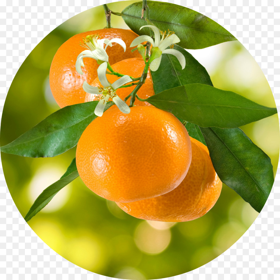 Mandarina，La Fotografía PNG