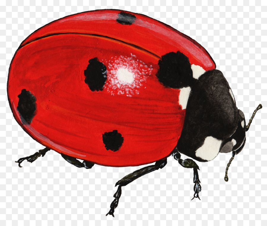 Escarabajo，Mariquita Septempunctata PNG