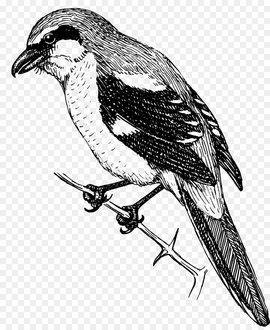 Pájaro，Shrike PNG