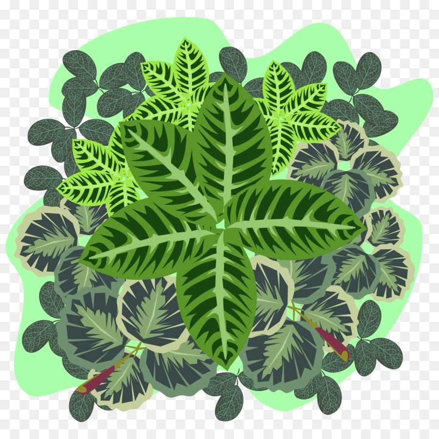 Planta，Organismo PNG