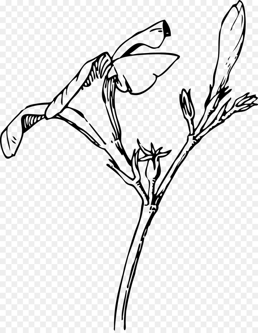 Dibujo De Flores，Planta PNG