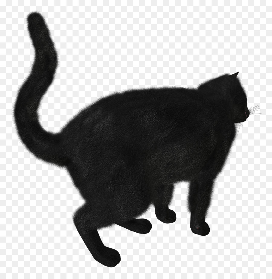 Gato Negro，Felino PNG