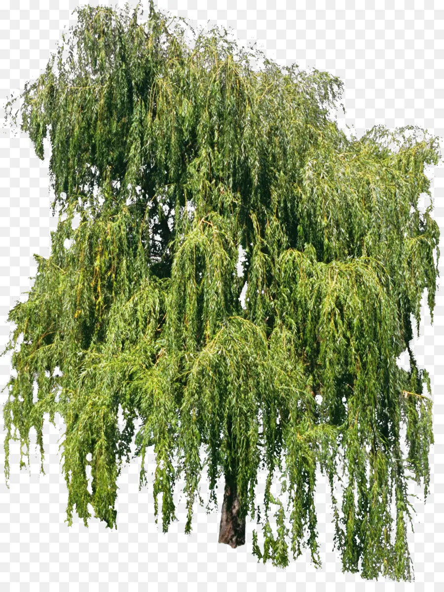 árbol，Willow PNG