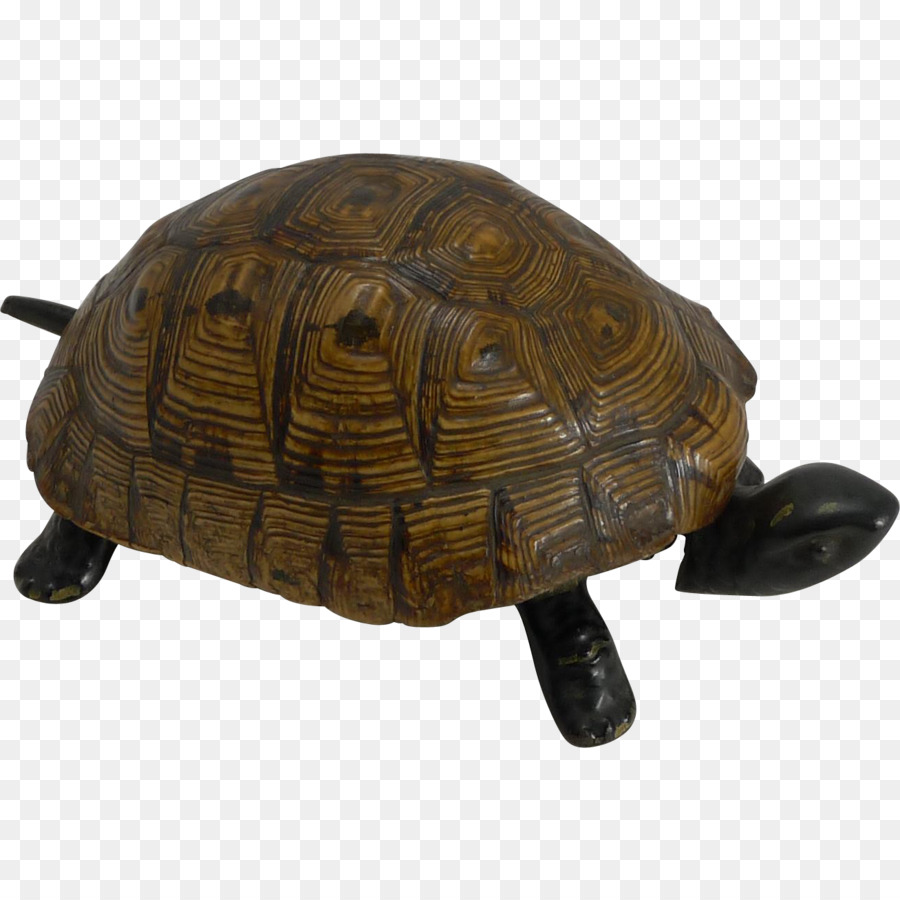 Tortuga，Reptiles PNG