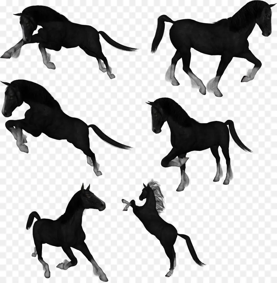 Caballo Negro，Correr PNG