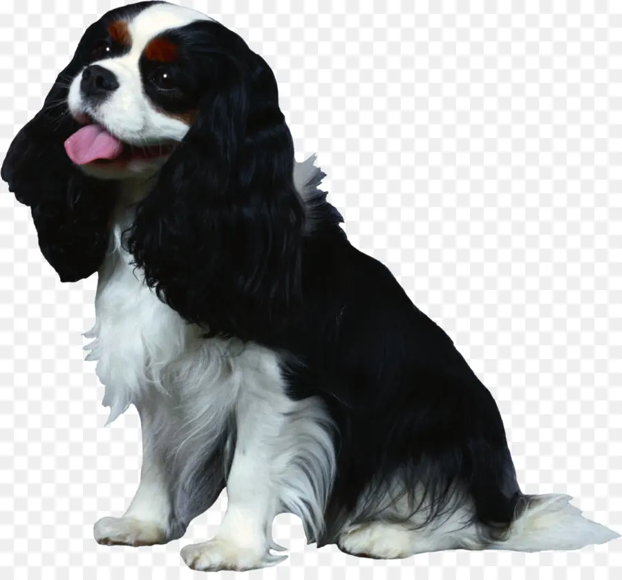 Cavalier King Charles Spaniel，Perro PNG