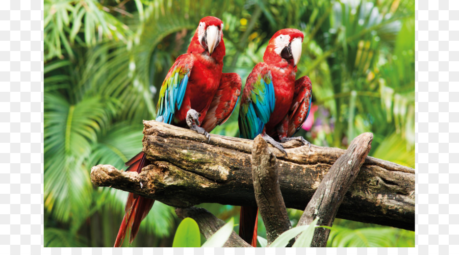 Parrot，Pájaro PNG