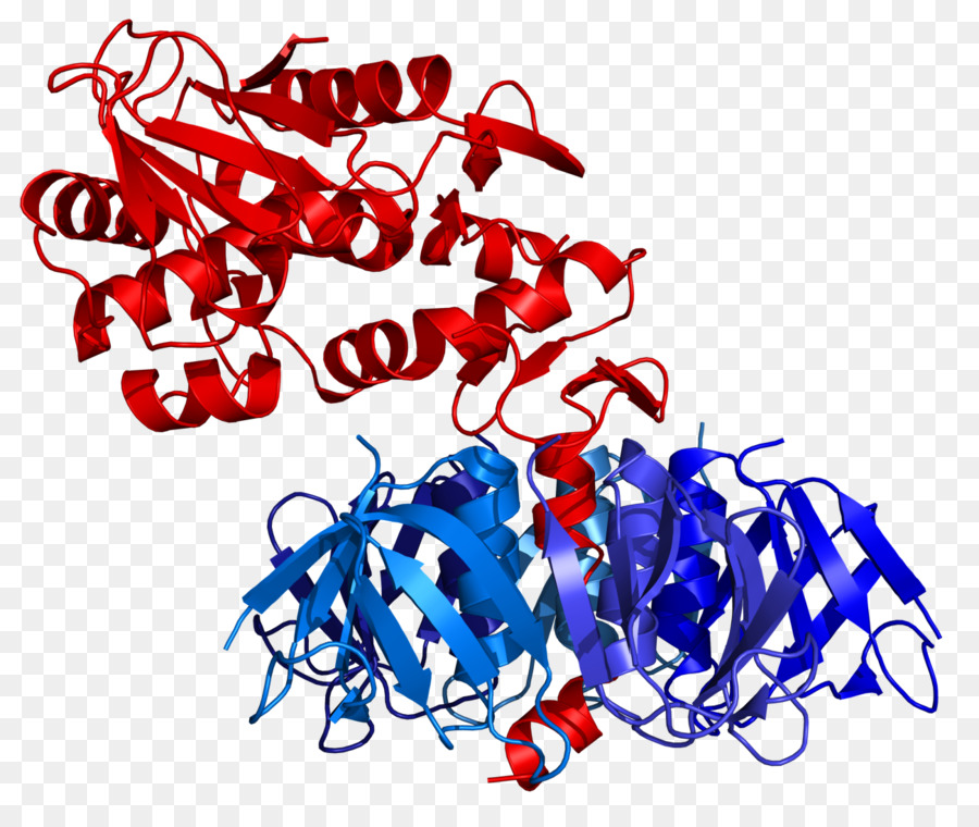 Estructura De La Proteína，Molécula PNG