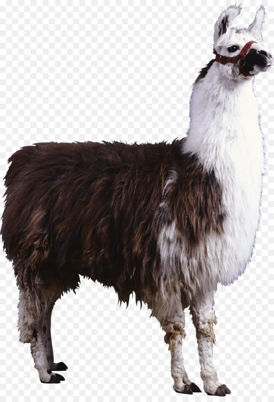 Alpaca，Neuweltkameliden A La Cría De Enfermedades PNG