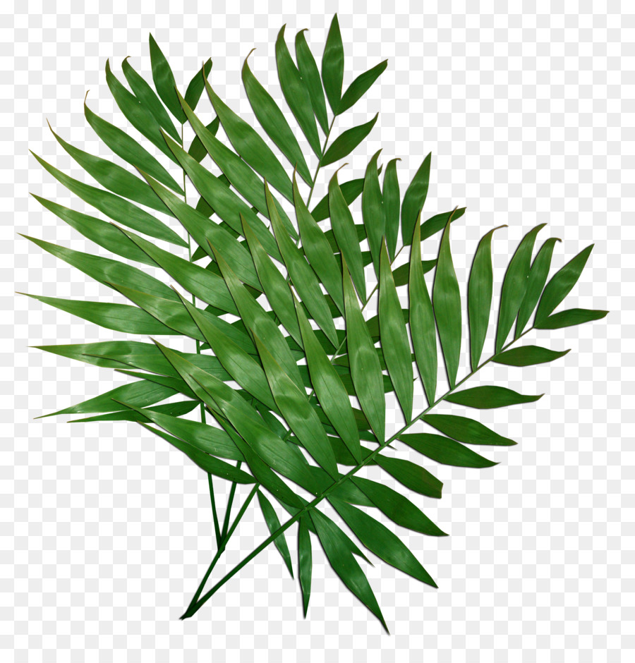 Hojas Verdes，Planta PNG