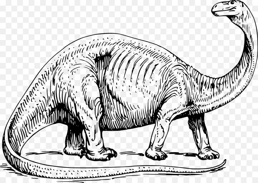Brontosaurus，Apatosauro PNG