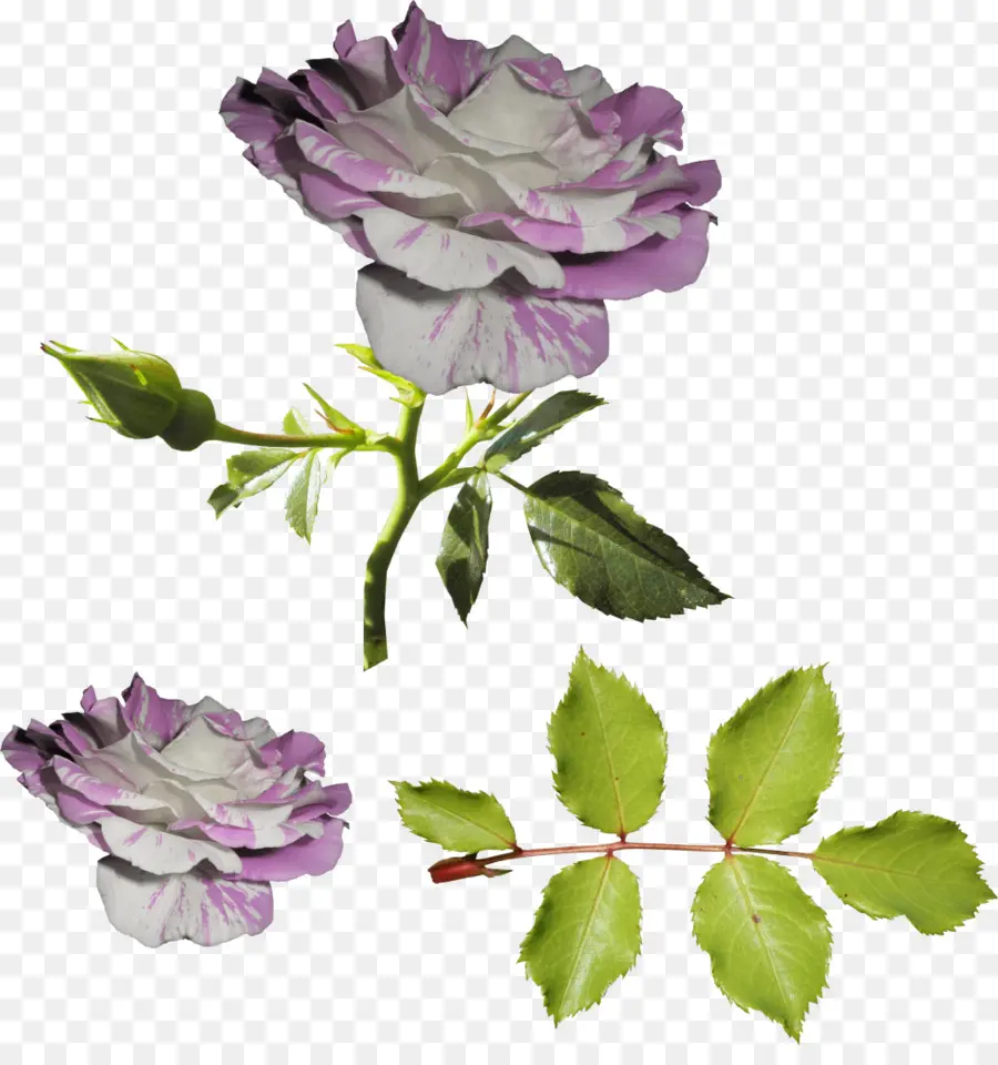 Las Rosas De Jardín，Flor PNG