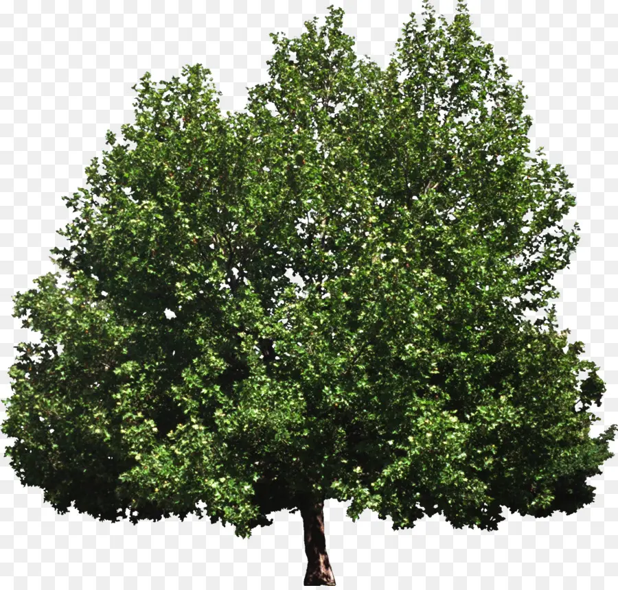 árbol Del Cielo，árbol PNG