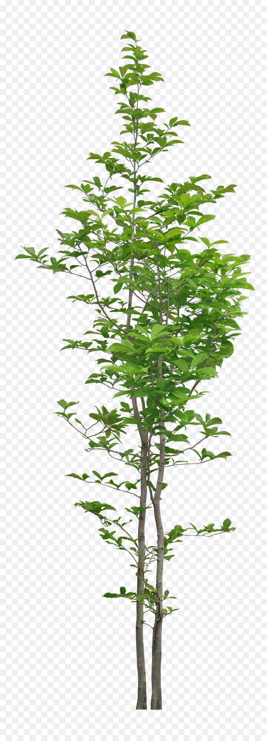 Árbol，Verde PNG