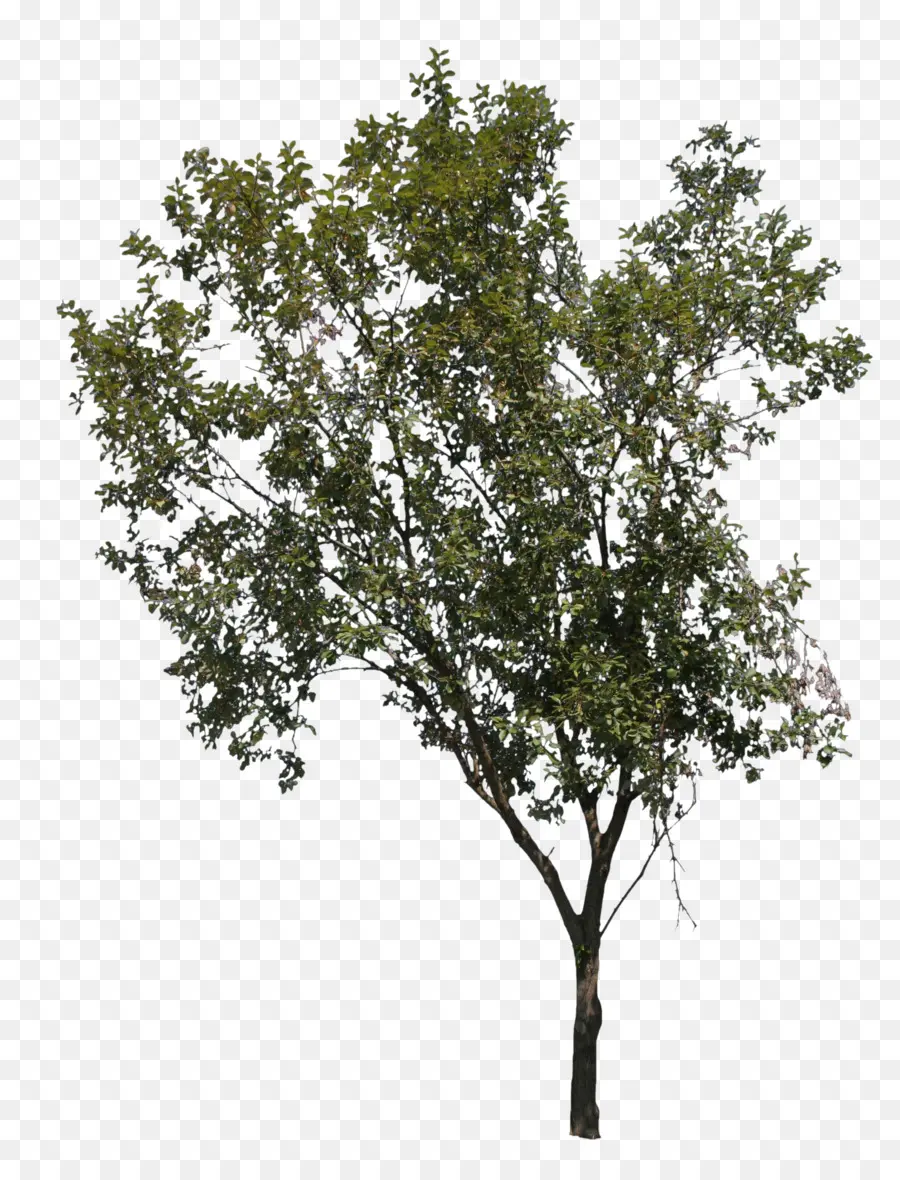 Maple De Noruega，árbol PNG