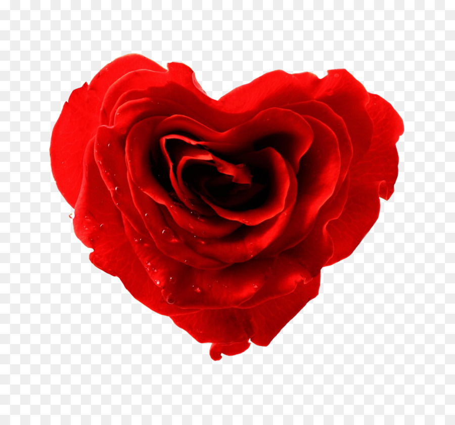 Rosa En Forma De Corazón，Amar PNG