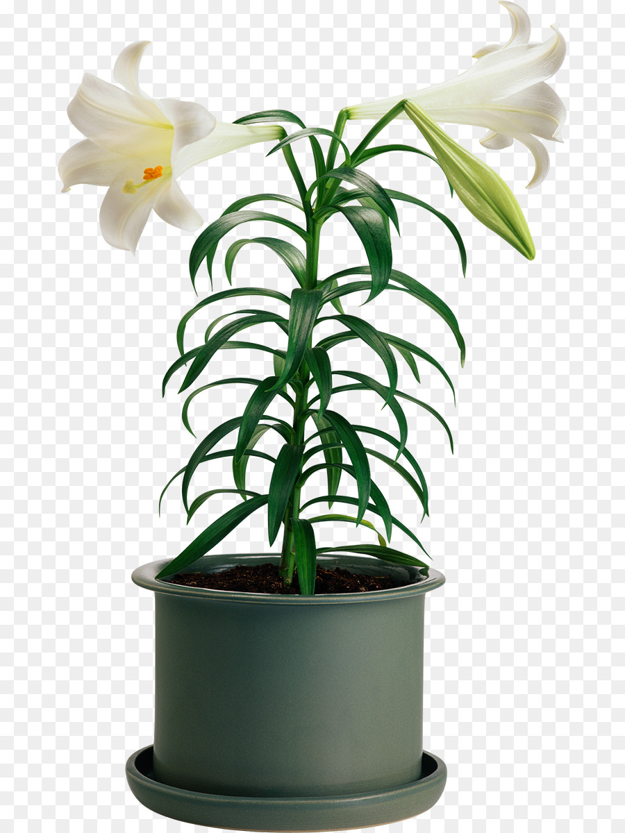 Planta En Maceta，Planta PNG