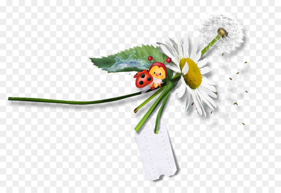 Los Insectos，Mariquita PNG