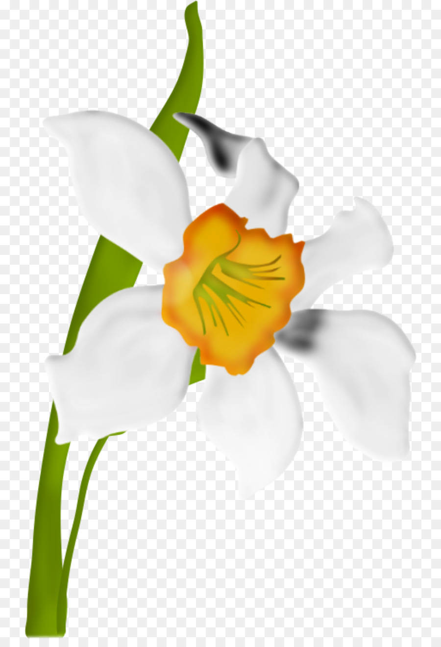 Flor Blanca，Florecer PNG