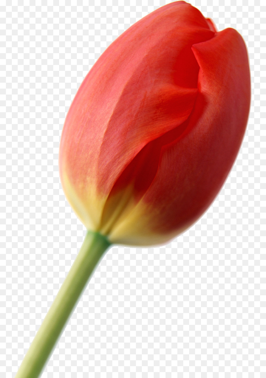 Flor，Tulip PNG