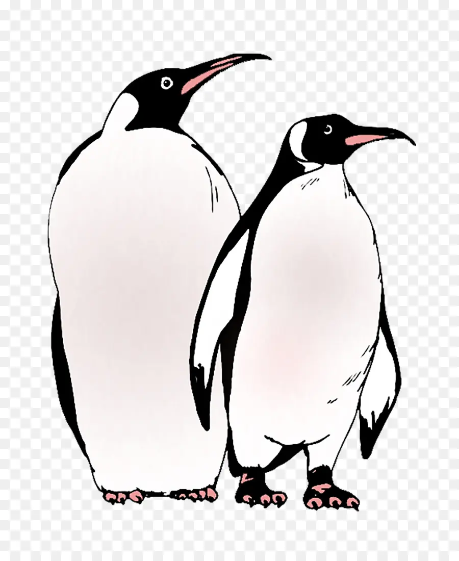 Mr Popper S Penguins，Penguin PNG