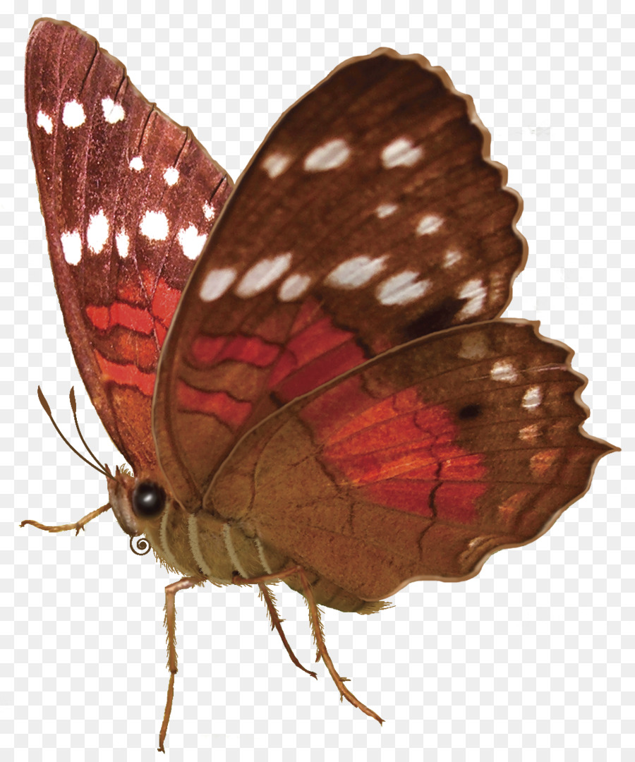 Mariposa，Insecto PNG