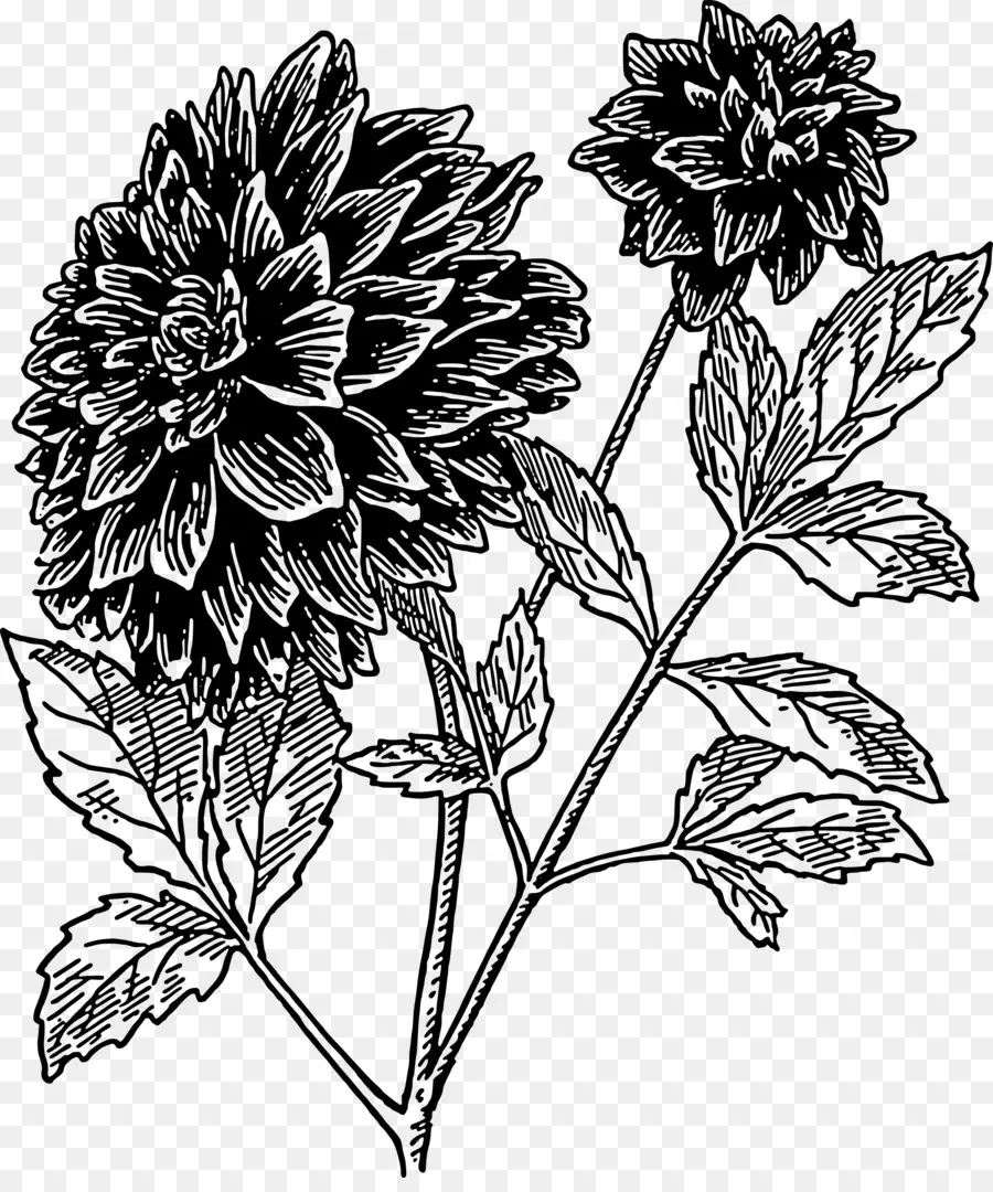 Dibujo De Flores，Botánico PNG