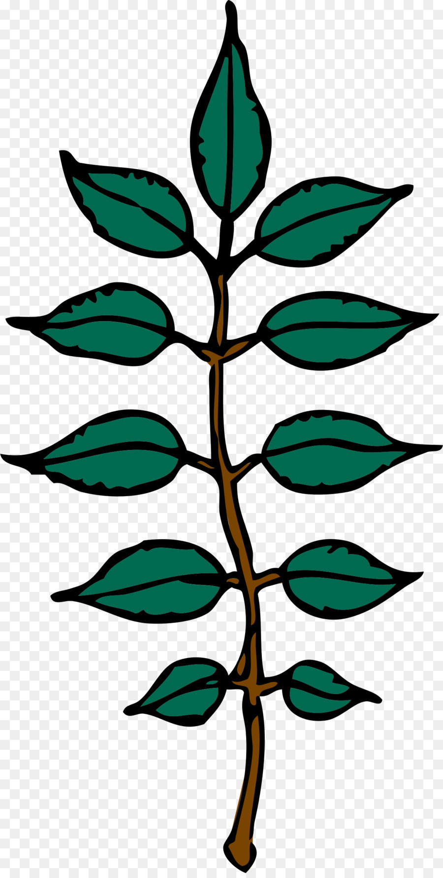 Planta，Hojas PNG