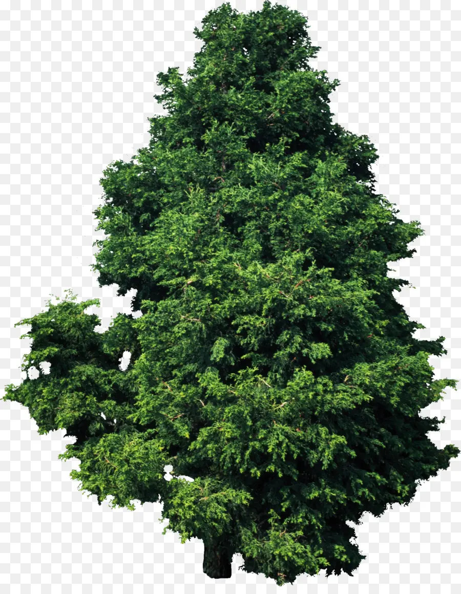 árbol，Planta PNG