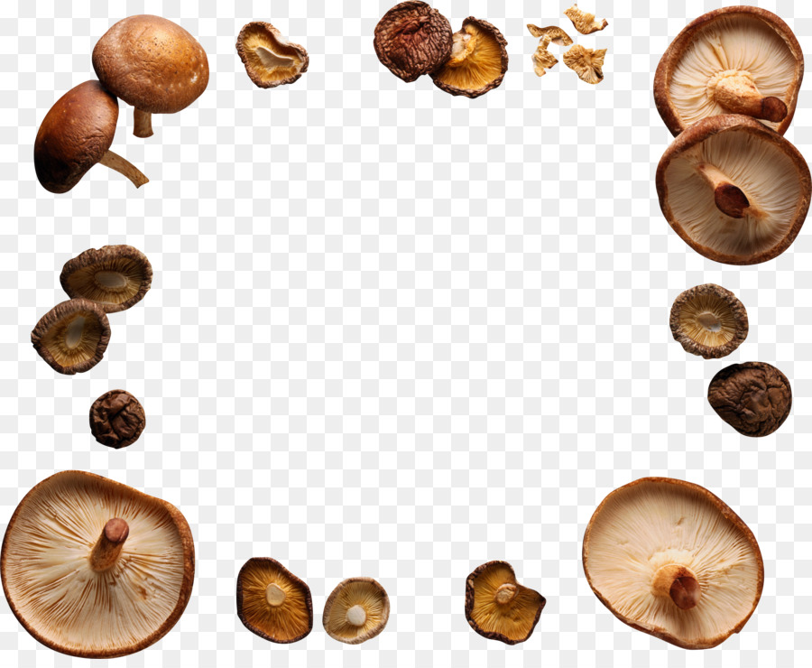 Shiitake，Seta PNG