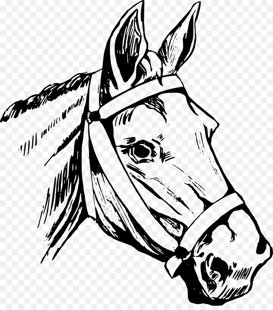 Cabeza De Caballo，Dibujo PNG