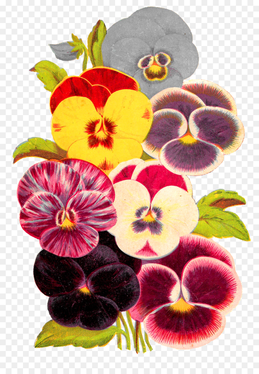 Pansy，Violeta PNG