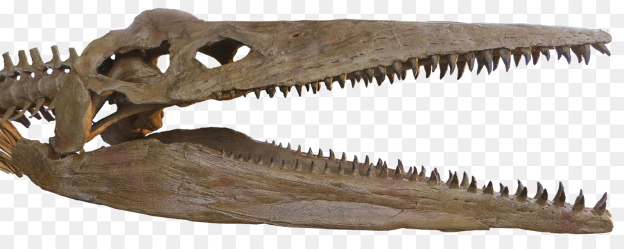 Reptiles，Pliosauroidea PNG