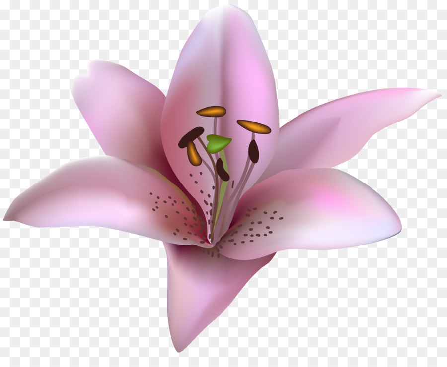 Flor，Dibujo PNG