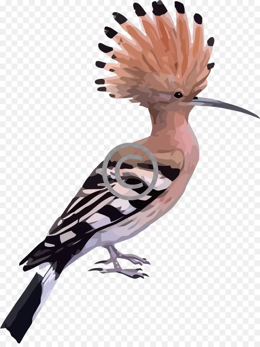 Pájaro Abubilla，Cresta PNG