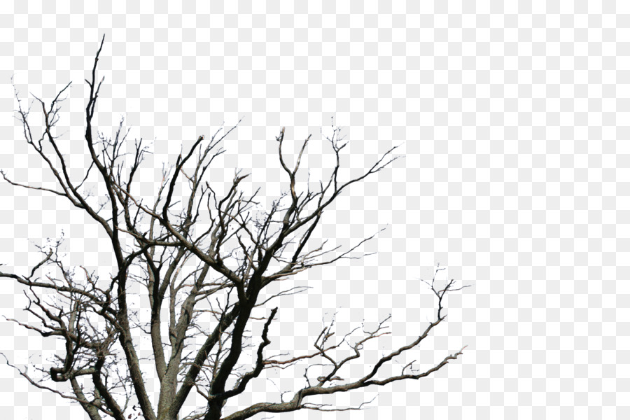 árbol Desnudo，Sucursales PNG