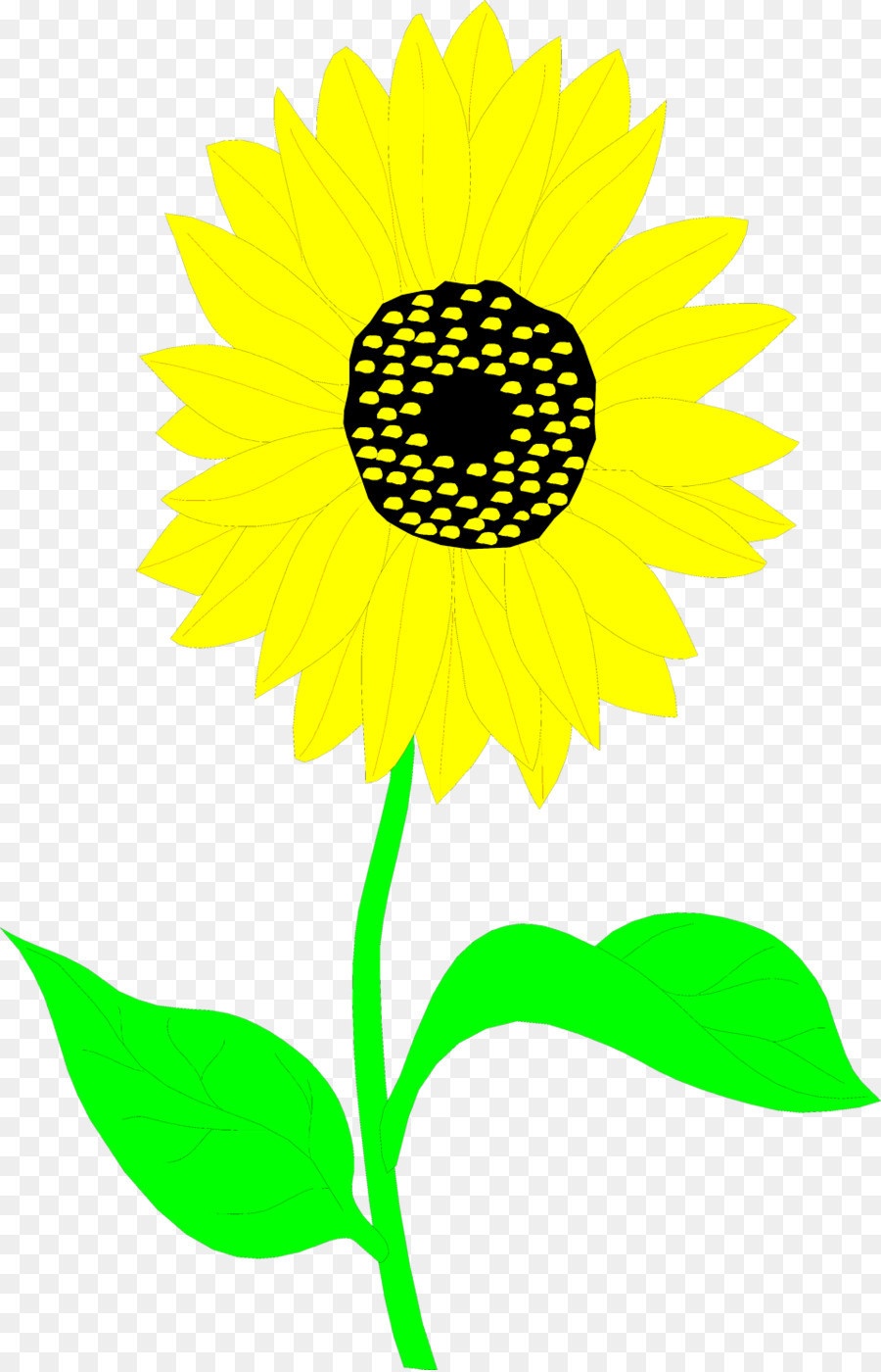 Común De Girasol，Dibujo PNG